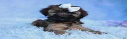 Shorkie dogs for sale: SALLY - Ad 3