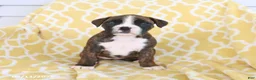 Boxer dogs for sale: Ava   - Ad 4