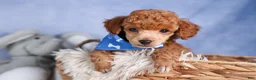 Toy Poodle dogs for sale: Tucker - Ad 21