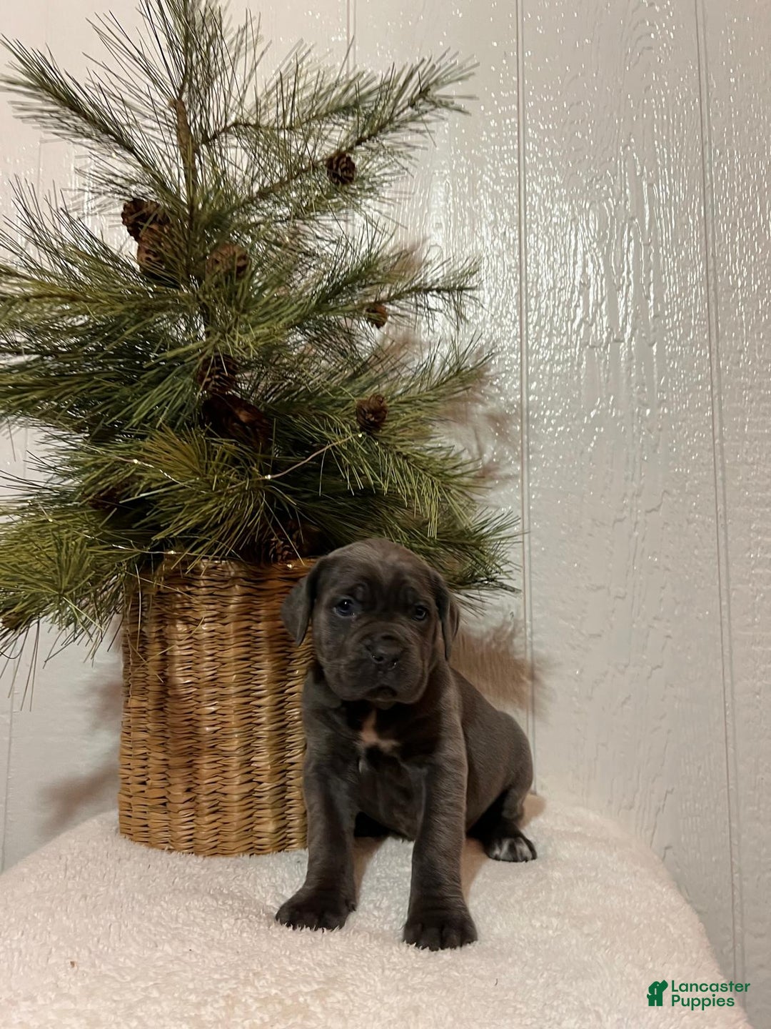 Cane Corso dogs for sale: Lola - Ad 2