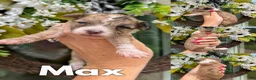Mixed Breed dogs for sale: Max - Ad 1