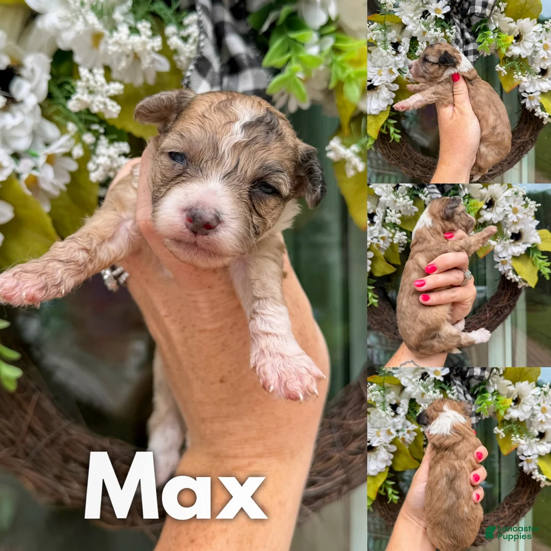 Mixed Breed dogs for sale: Max - Ad 1