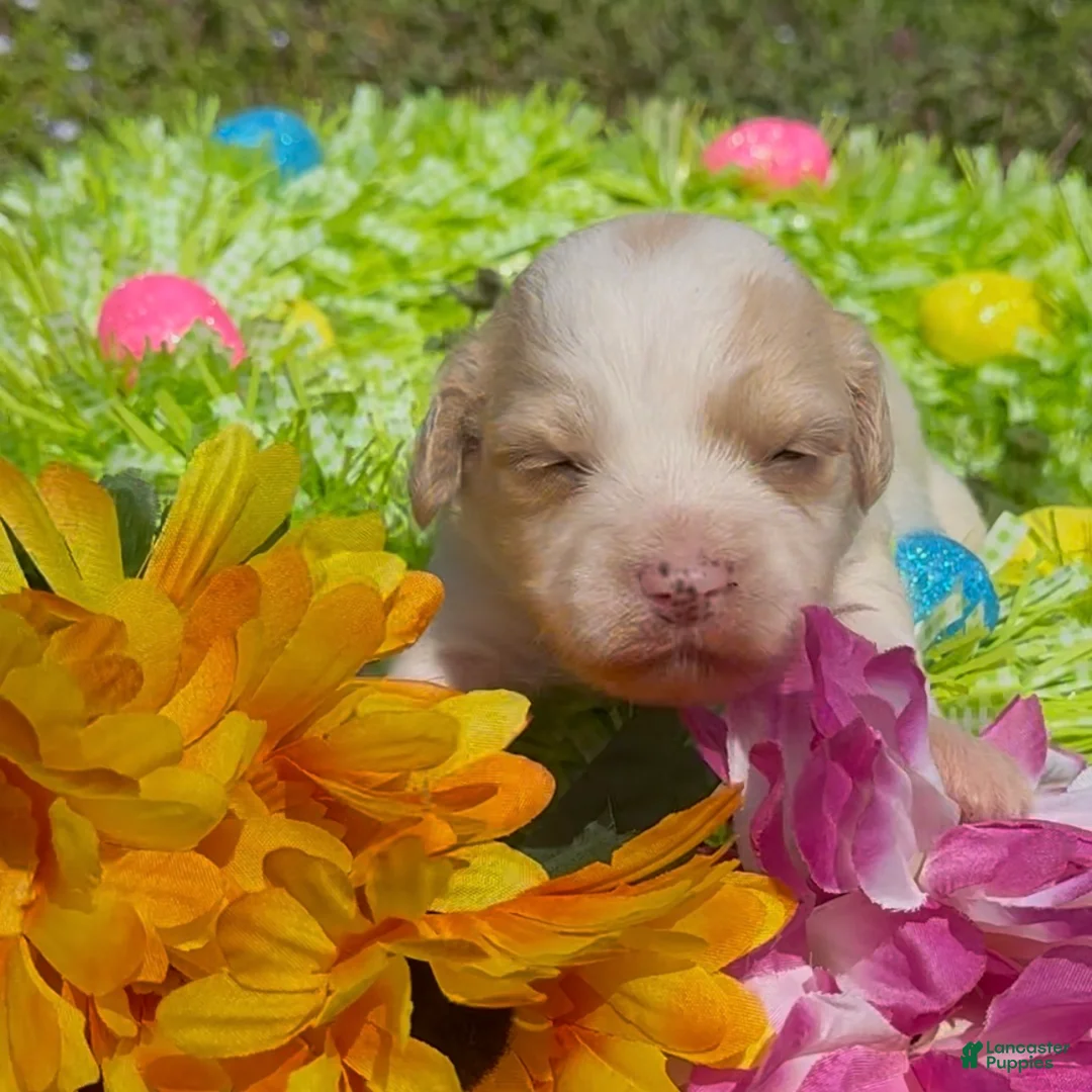 Mini Goldendoodle dogs for sale: Poppy - Ad 1