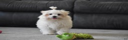 Maltese dogs for sale: Finley - Ad 10