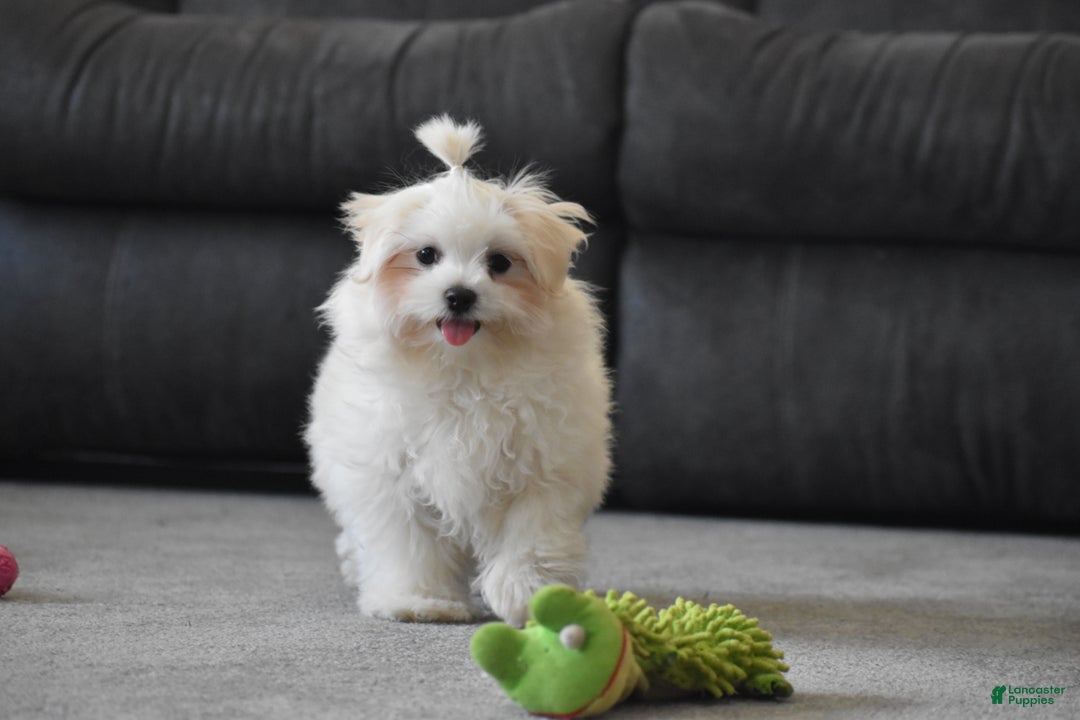 Maltese dogs for sale: Finley - Ad 10