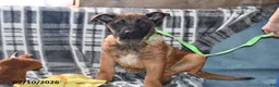 Belgian Malinois dogs for sale: Tanner - Ad 8