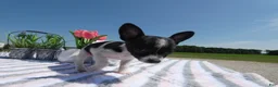 Chihuahua dogs for sale: Chihuahua 6 Lana - Ad 5