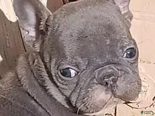 English Bulldog dogs English Bulldog Puppy 1 - Ad 22