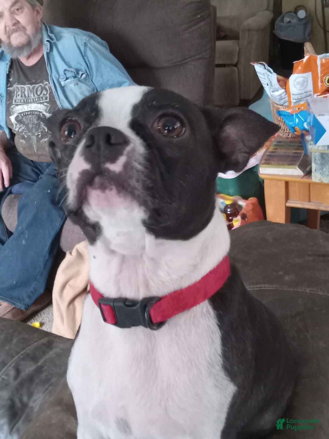 Boston Terrier dogs for sale: Boston Terrier Puppy 1 - Ad 5