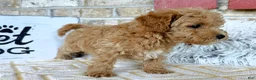 Cavapoo dogs for sale: Remi - Ad 2