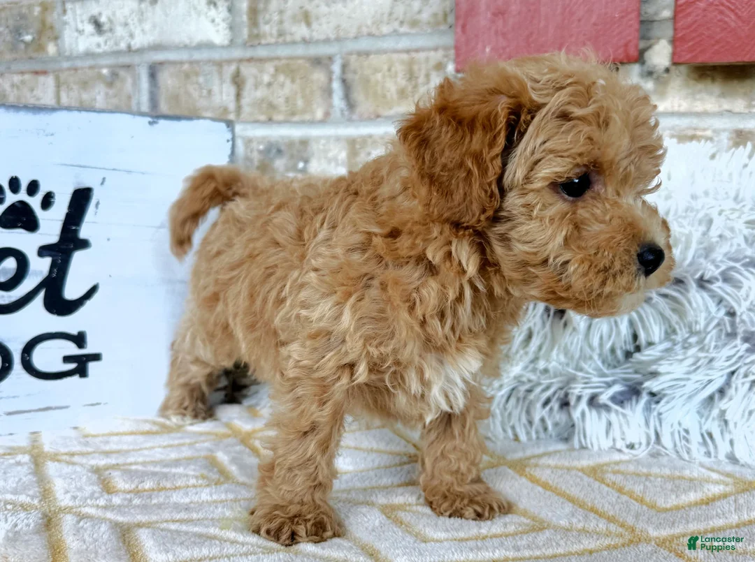 Cavapoo dogs for sale: Remi - Ad 2