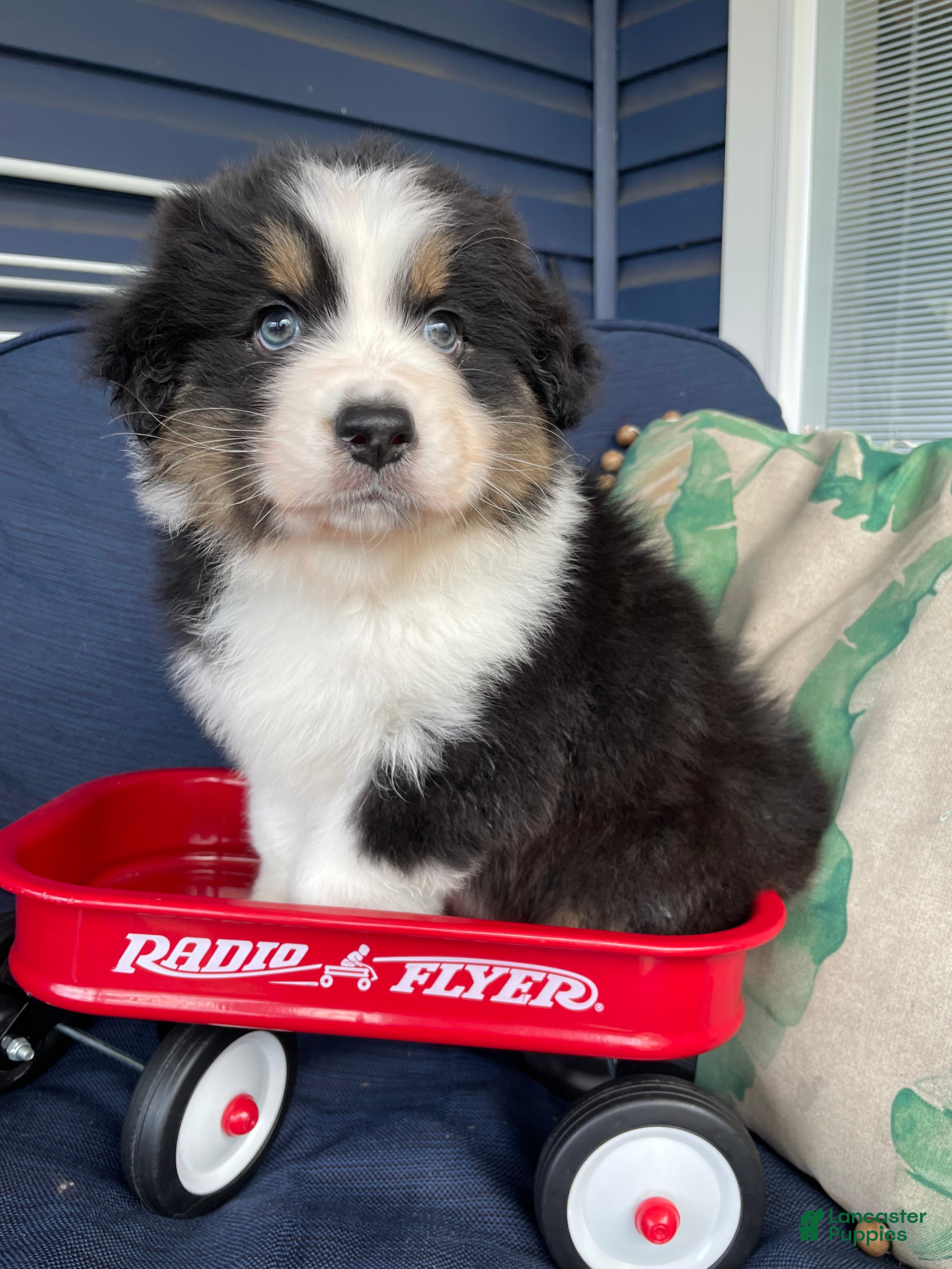 Australian Shepherd dogs Australian Shepherd- Buddy - Ad 12