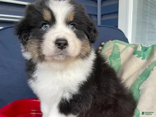 Australian Shepherd dogs Australian Shepherd- Buddy - Ad 12