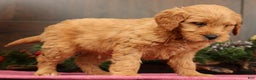Mini Goldendoodle dogs for sale: Parker - Ad 6