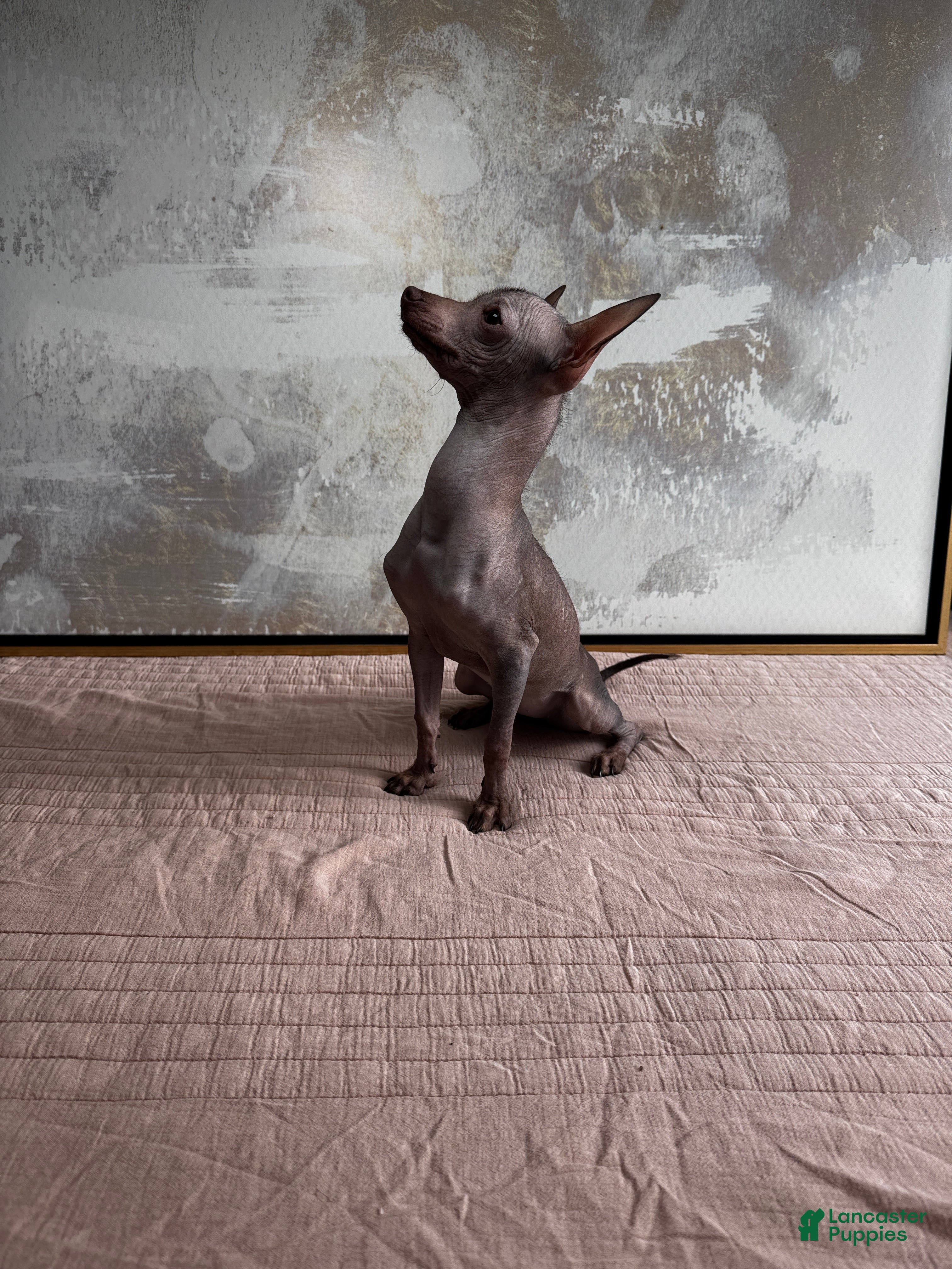 Mixed Breed dogs Cleopatra  - Ad 3