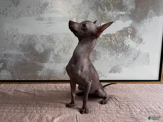 Mixed Breed dogs Cleopatra - Ad 3