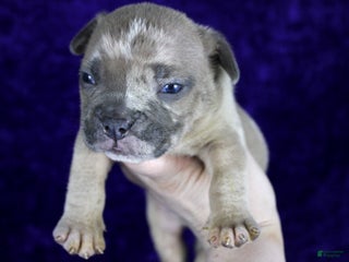 American Bully dogs - Ad 39