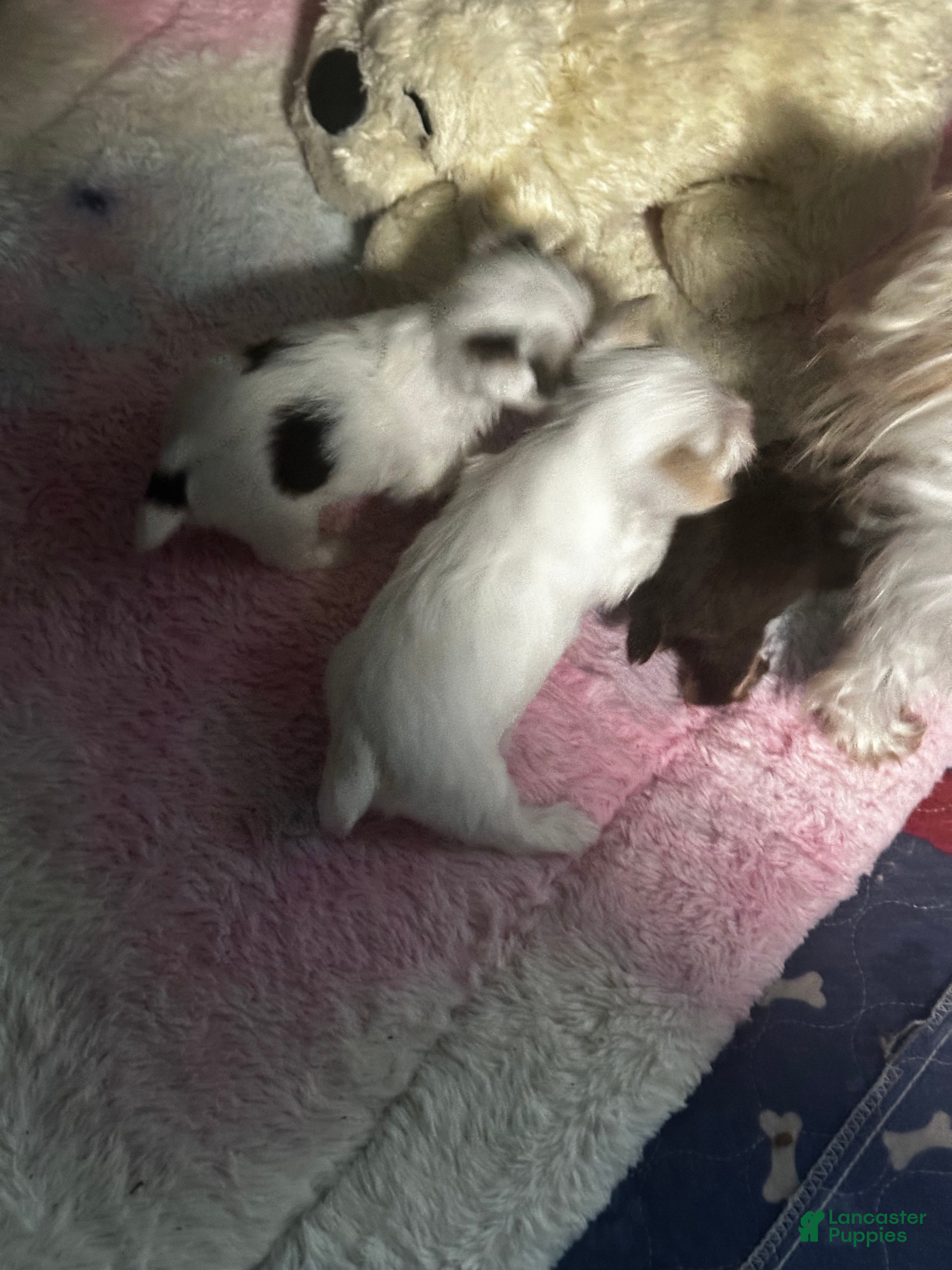 Yorkshire Terrier dogs AKC platinum Savvy - Ad 2