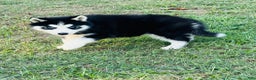 Siberian Husky dogs for sale: Siberian Husky Puppy 1 - Ad 7