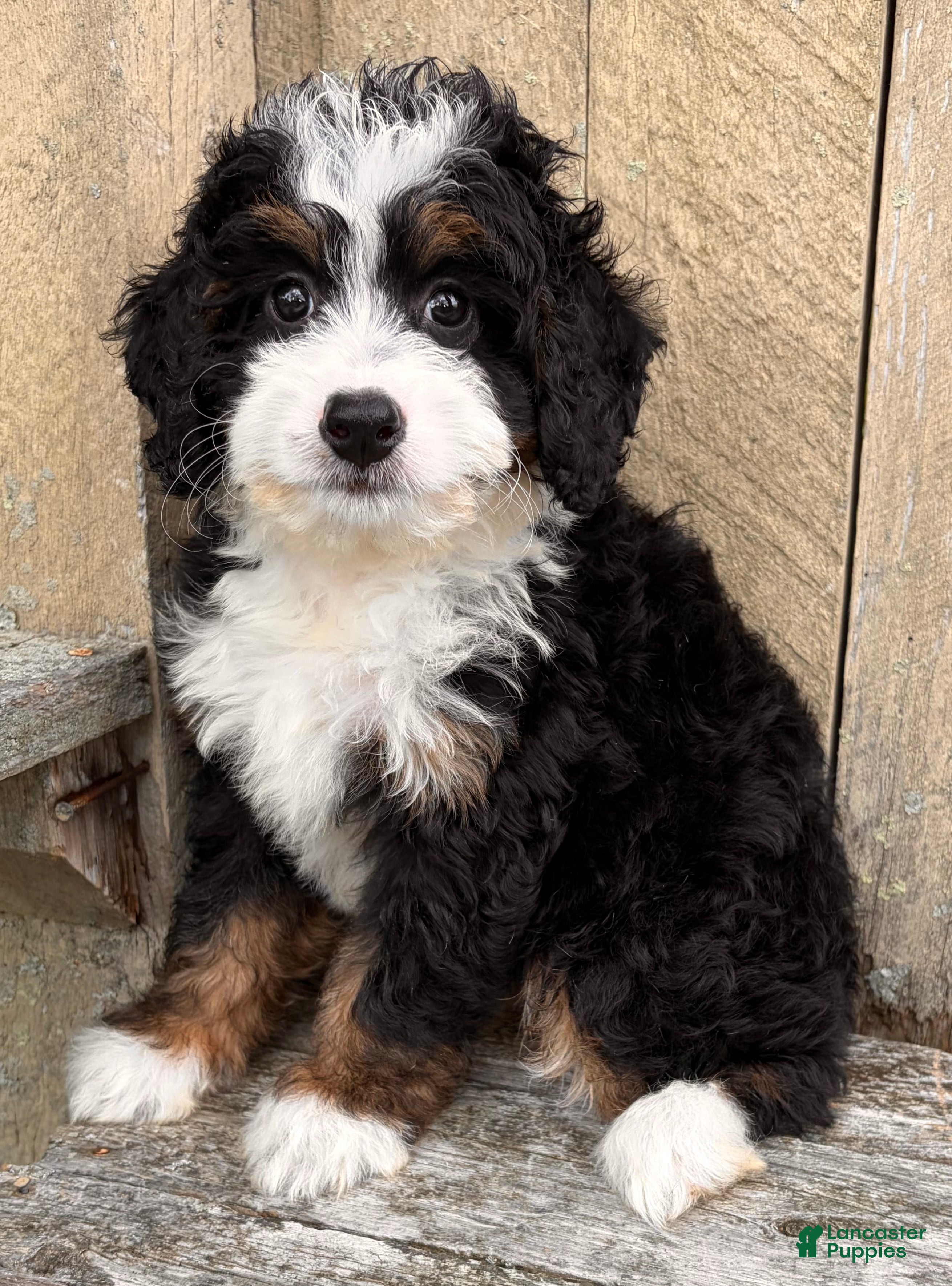 Mini Bernedoodle dogs 🩷IN BOSTON MASSACHUSETTS AREA🩷TRADITIONAL TRI COLOR🩷MINI BERNEDOODLE🩷 - Ad 1