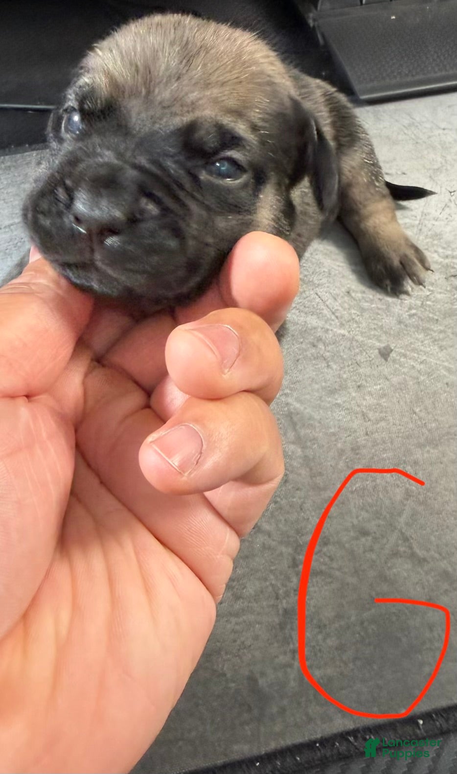 Cane Corso dogs Ella - Ad 1