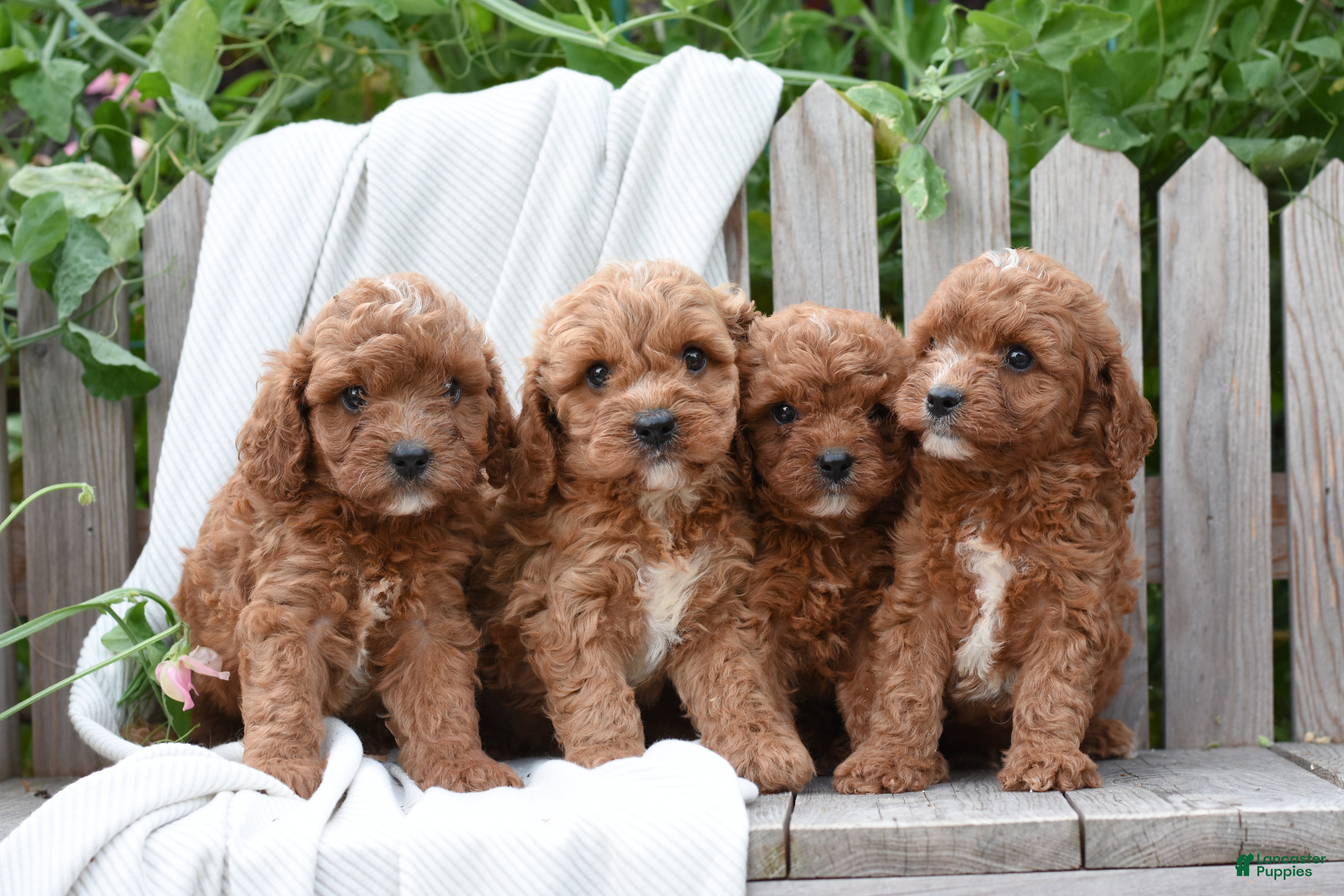 Cavapoo dogs Morrison - Ad 2