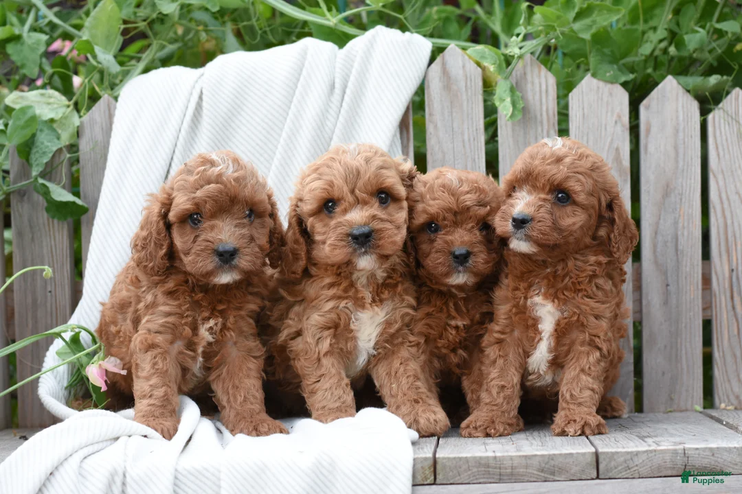 Cavapoo dogs for sale: Morrison - Ad 2