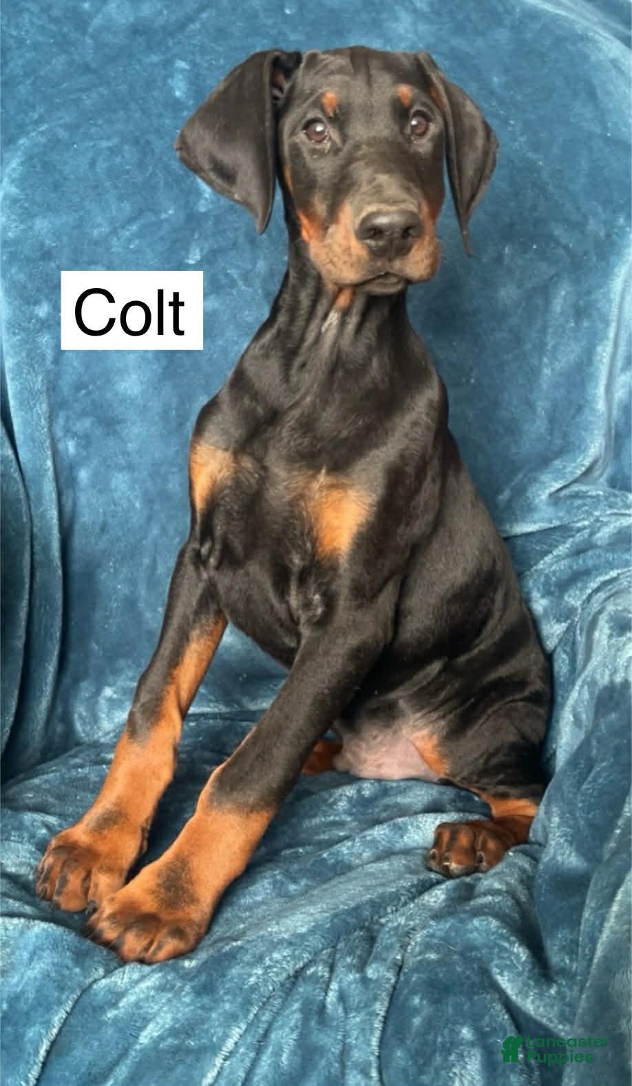 Doberman Pinscher dogs Colt - Ad 2