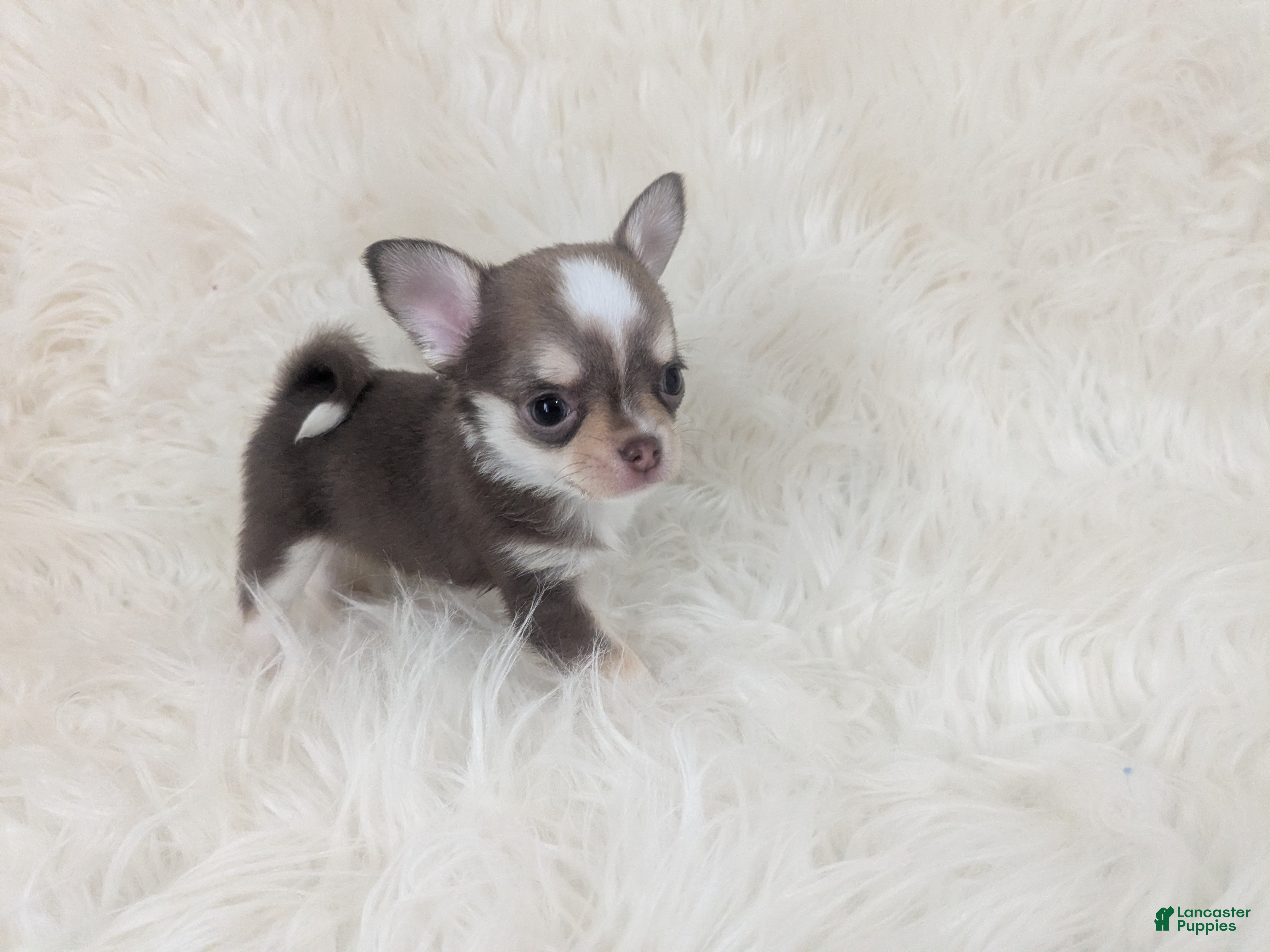 Chihuahua dogs Fievel Mousekowitz    Pending  - Ad 7