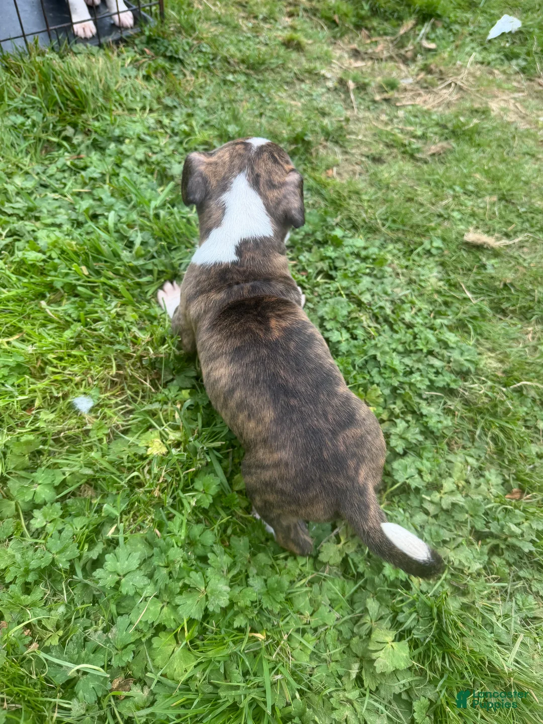 Mixed Breed dogs for sale: Mixed Breed 4 - Ad 2