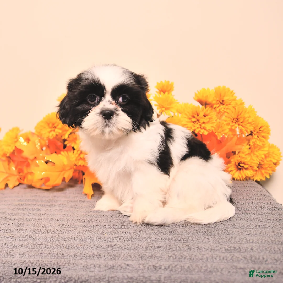 Shih Tzu dogs for sale: Ginger - Ad 5