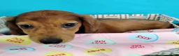 Miniature Dachshund dogs for sale: Peanut - Ad 5