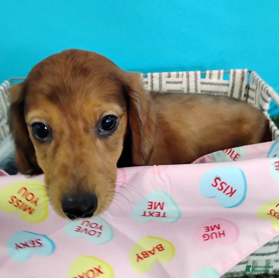 Miniature Dachshund dogs for sale: Peanut - Ad 5
