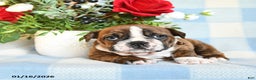 English Bulldog dogs for sale: Sandy - Ad 4