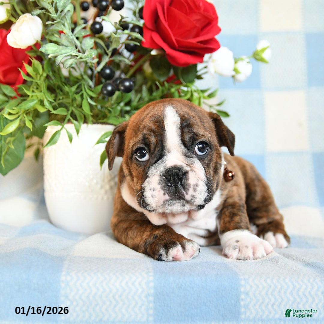 English Bulldog dogs for sale: Sandy - Ad 4
