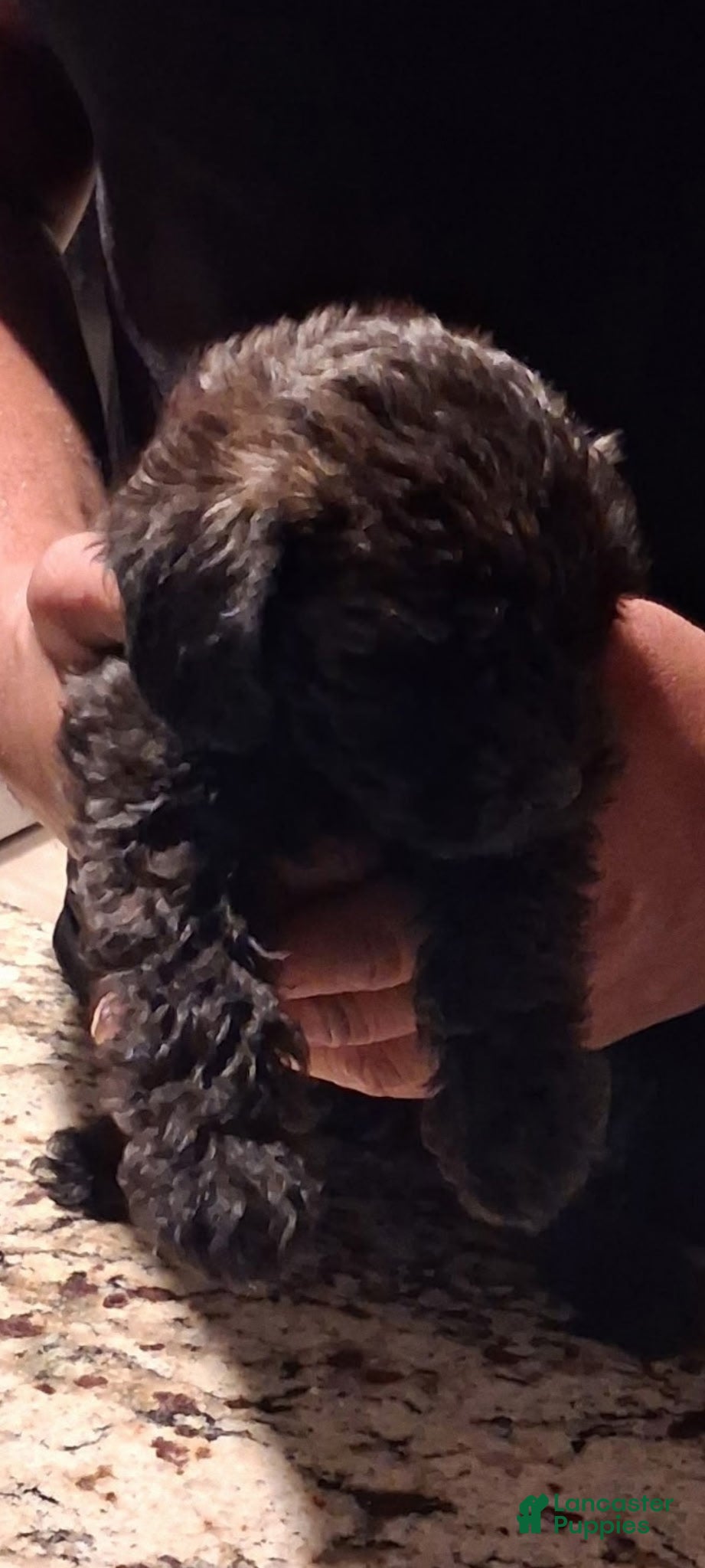Mixed Breed dogs for sale: Mixed Breed 4 - Ad 29