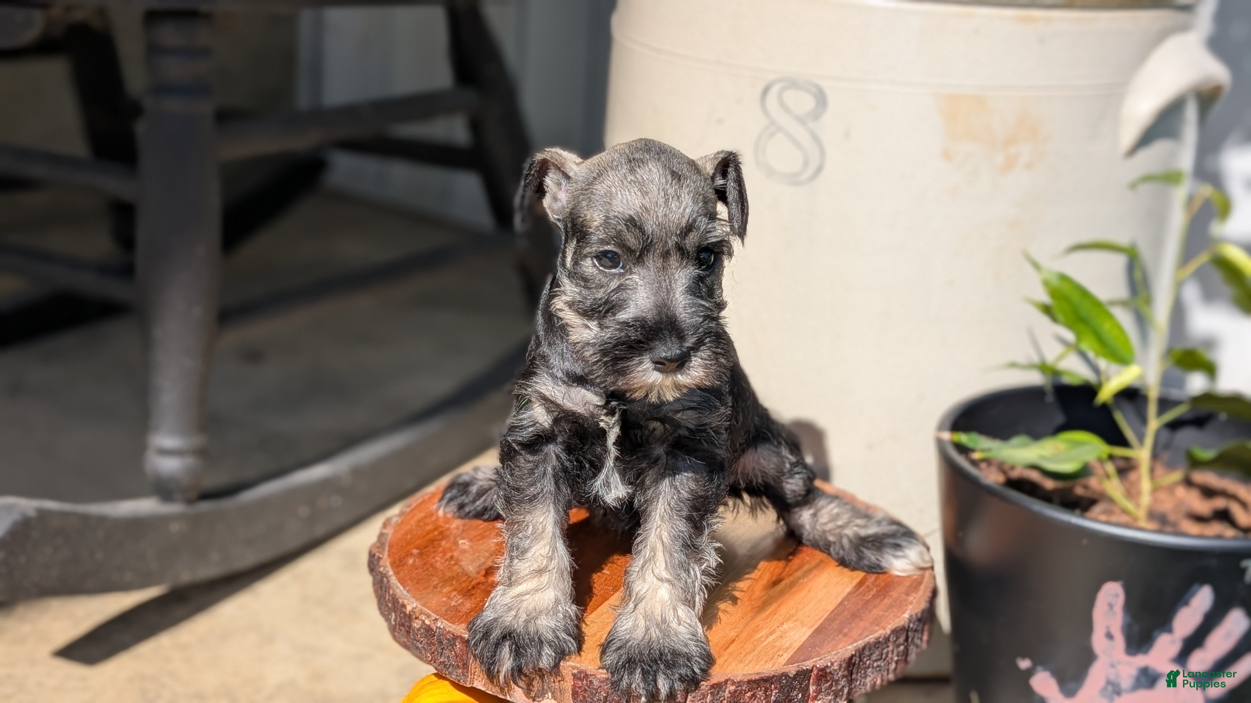 Miniature Schnauzer dogs Cara - Ad 2
