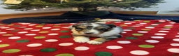 Australian Shepherd dogs for sale: Tundra - Ad 3