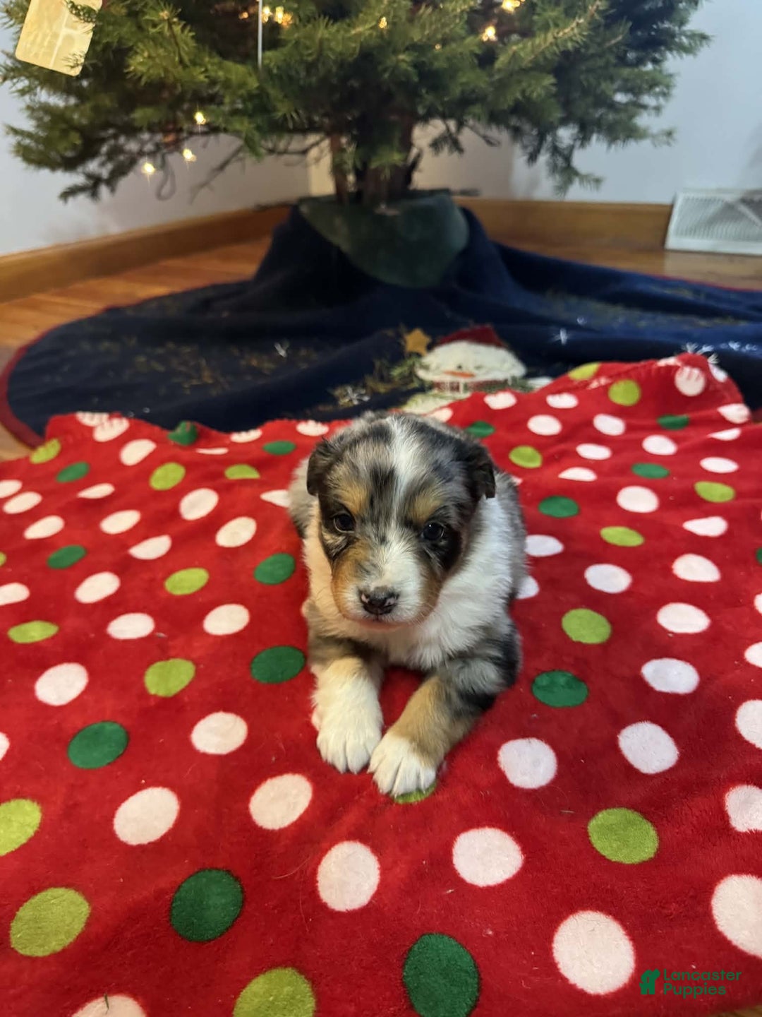 Australian Shepherd dogs for sale: Tundra - Ad 3