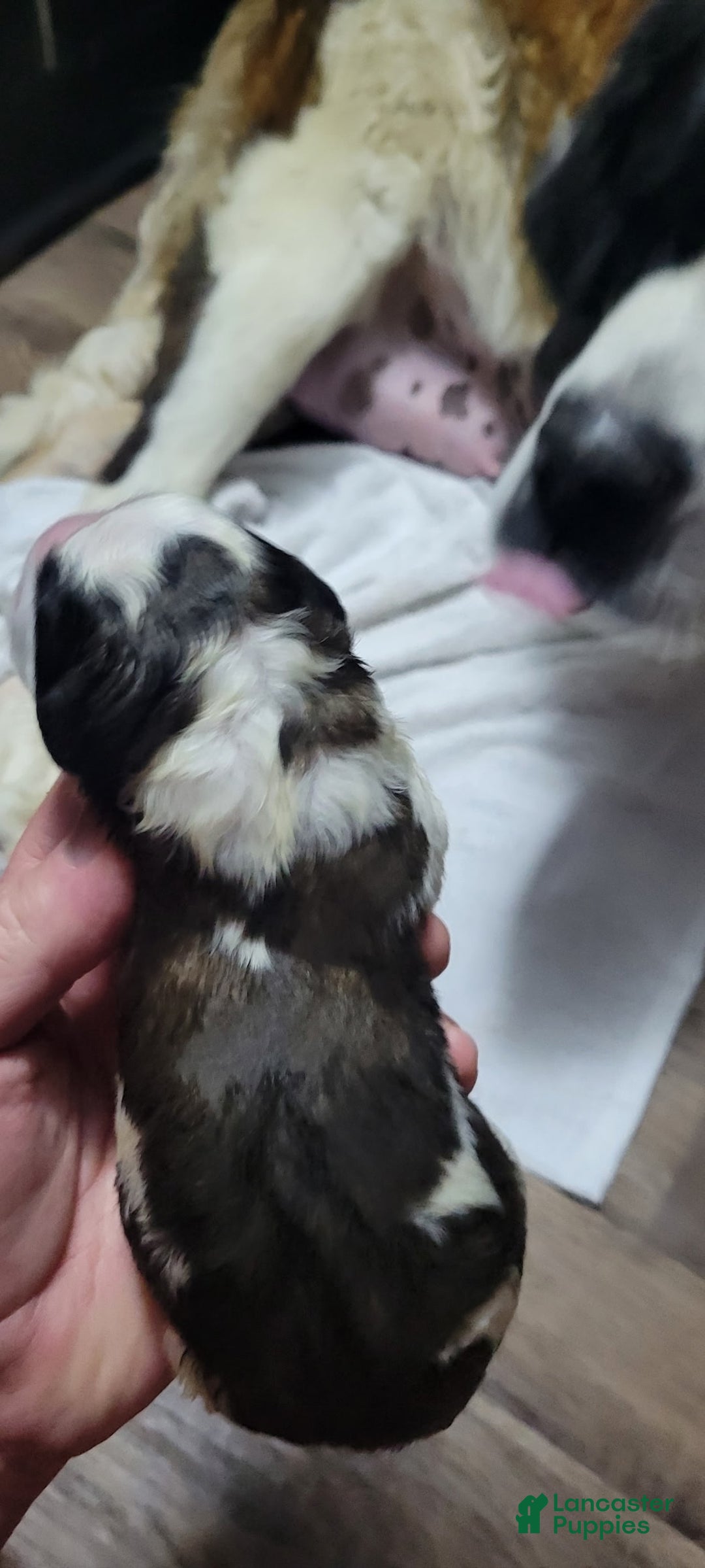 Saint Bernard dogs for sale: Puppy 3 - Ad 30