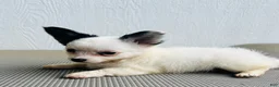 Papillon dogs for sale: Simba - Ad 3
