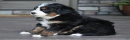 Mini Bernedoodle dogs for sale: Jodie - Ad 15