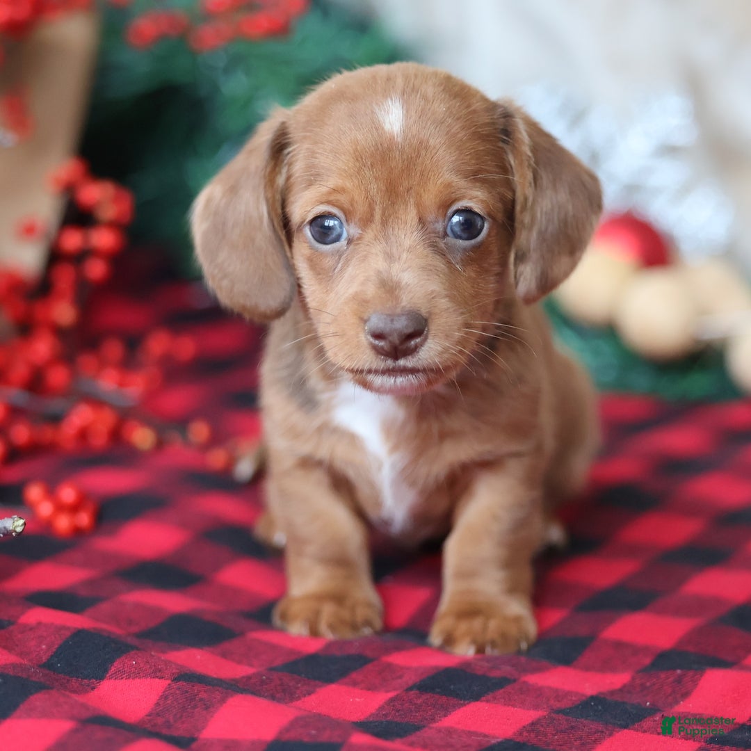 Miniature Dachshund dogs for sale: Star  - Ad 1