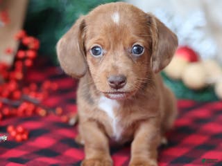 Miniature Dachshund dogs for sale: Star - Ad 4