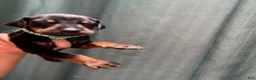 Doberman Pinscher dogs for sale: Green Collar Male - Ad 3