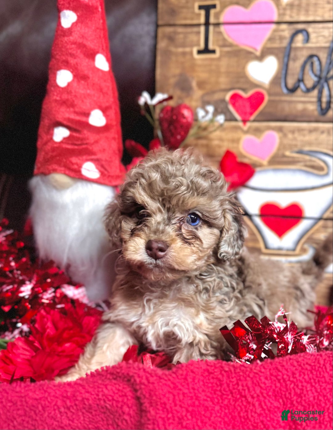 Cockapoo dogs for sale: Princess Ruby  - Ad 9