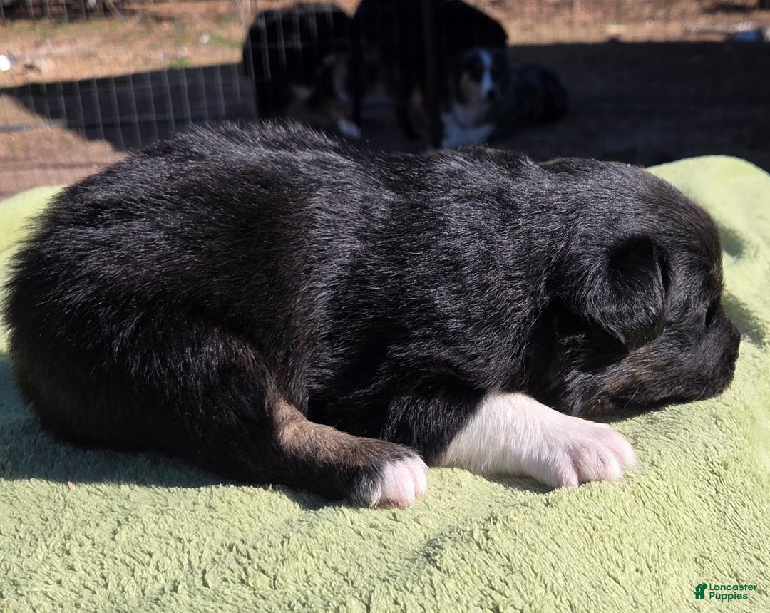 Australian Shepherd dogs for sale: Neil - Ad 2
