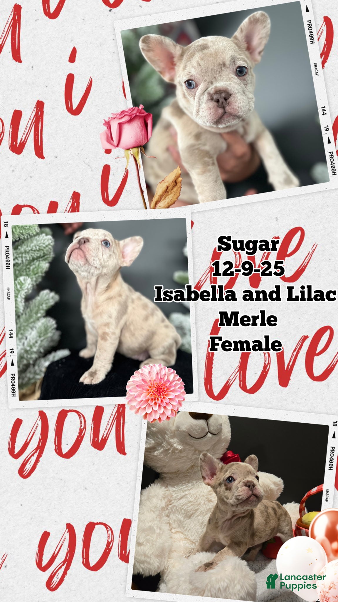 French Bulldog dogs French Bulldog Puppy 6 - Ad 6