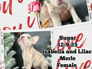 French Bulldog dogs French Bulldog Puppy 6 - Ad 6