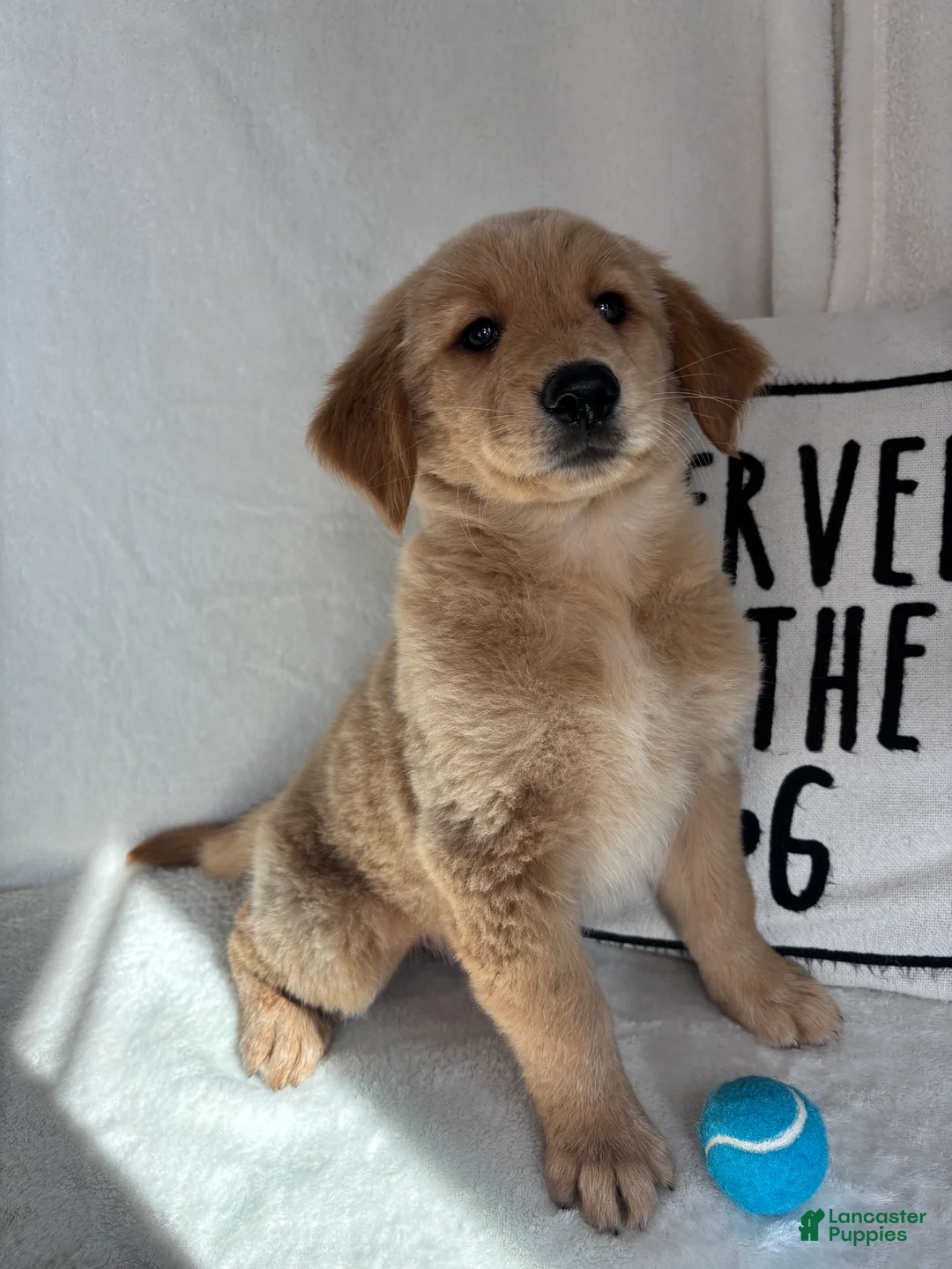 Golden Retriever dogs for sale: Gunner - Ad 2